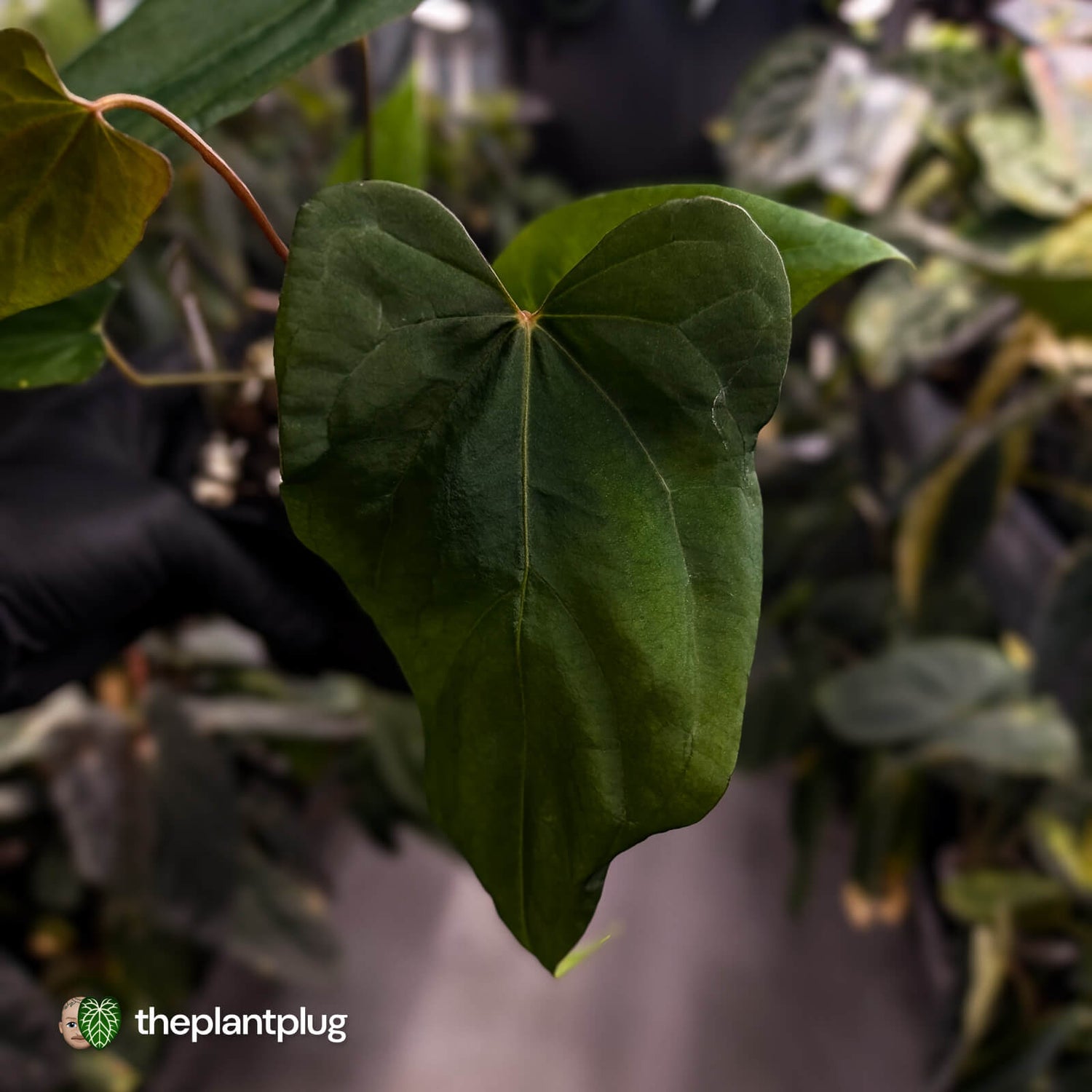 Anthurium #004 x #VolcanicAsh