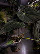 Anthurium #TwinPhoenix f2