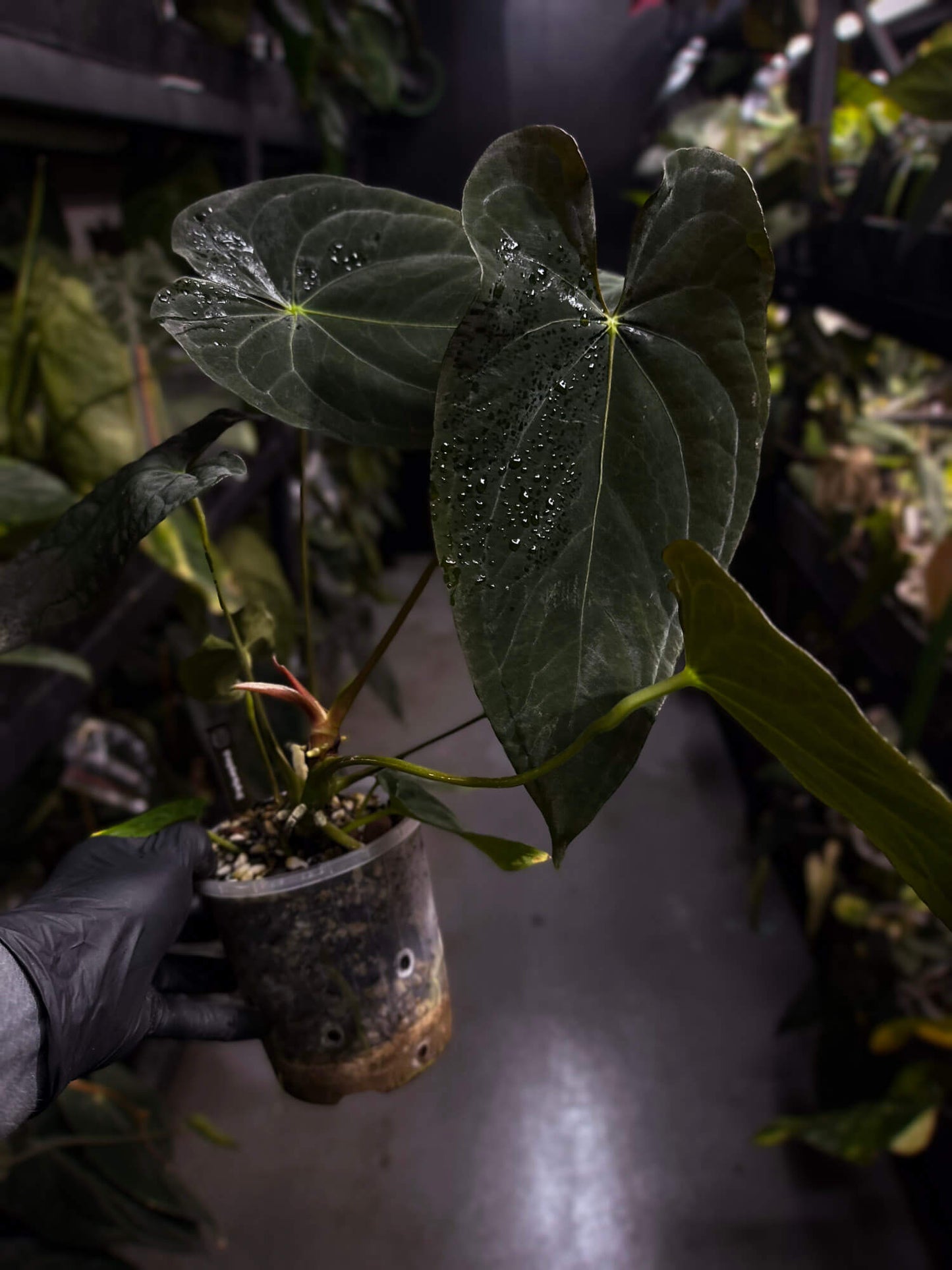 Anthurium #TwinPhoenix f2