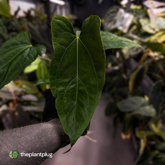 Anthurium 'Enid' x (papillilaminum 'RL' s1)