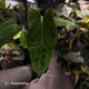 Anthurium 'Enid' x (papillilaminum 'RL' s1)