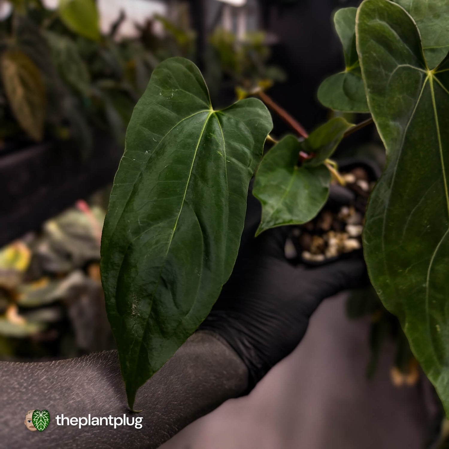 Anthurium 'Enid' x (papillilaminum 'RL' s1)