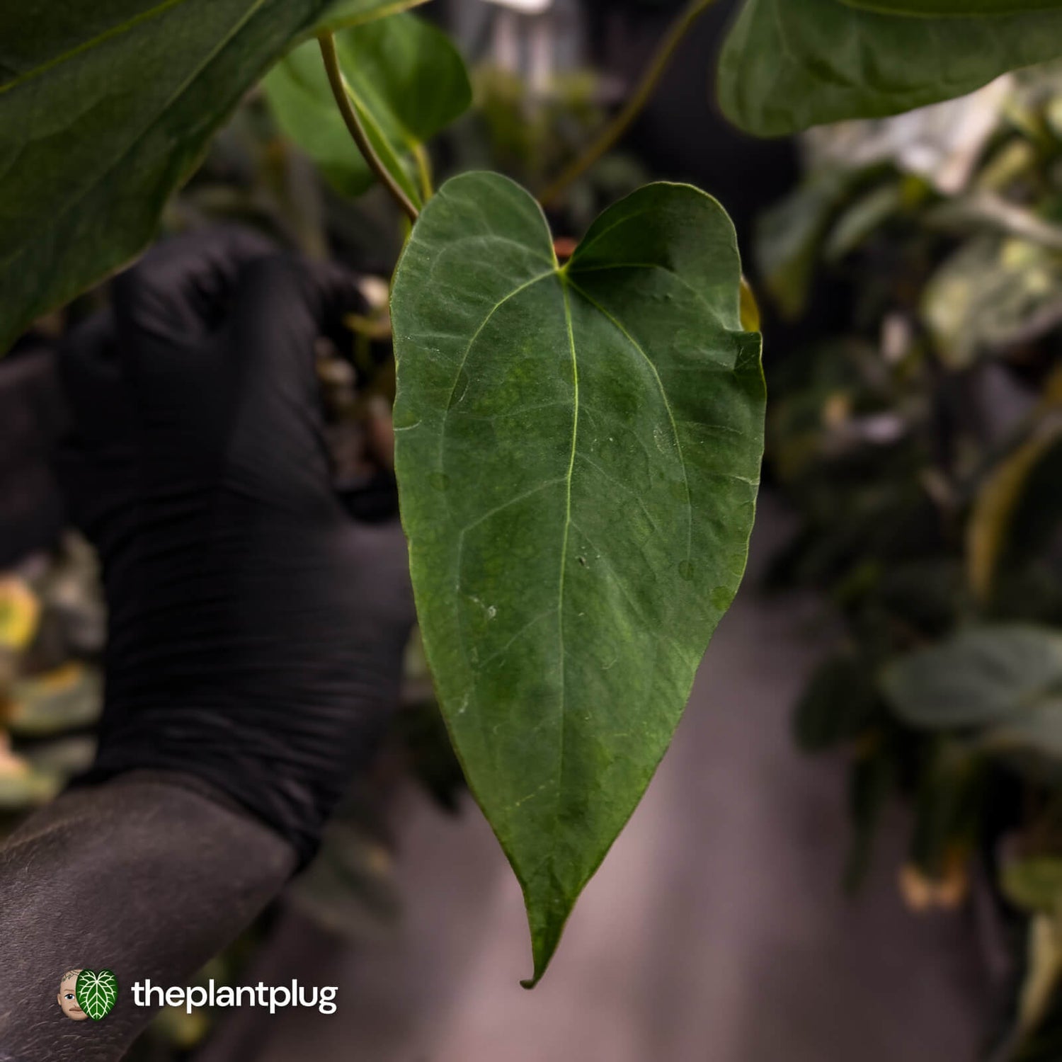 Anthurium 'Enid' x (papillilaminum 'RL' s1)