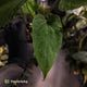 Anthurium 'Enid' x (papillilaminum 'RL' s1)