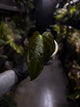 Anthurium sp. 'Guatemala' x papillilaminum
