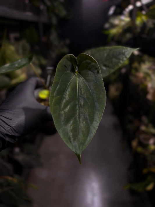Anthurium (pap x dress 'JS') x antolakii / 'BVEP'