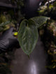 Anthurium (pap x dress 'JS') x antolakii / 'BVEP'
