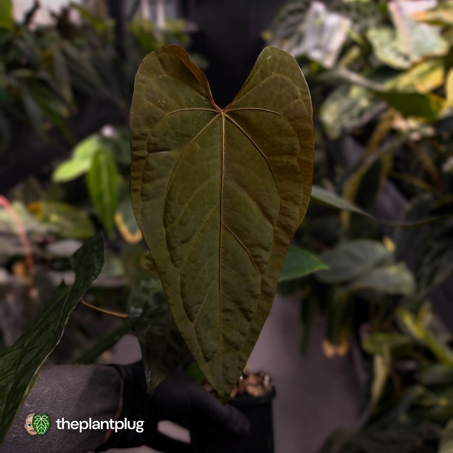 Anthurium deadpool x #Calculus '9' • select