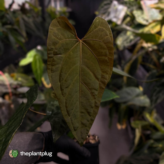 Anthurium deadpool x #Calculus '9' • select