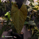 Anthurium deadpool x #Calculus '9' • select