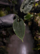 Anthurium (pap x dress 'JS') x antolakii / 'BVEP'
