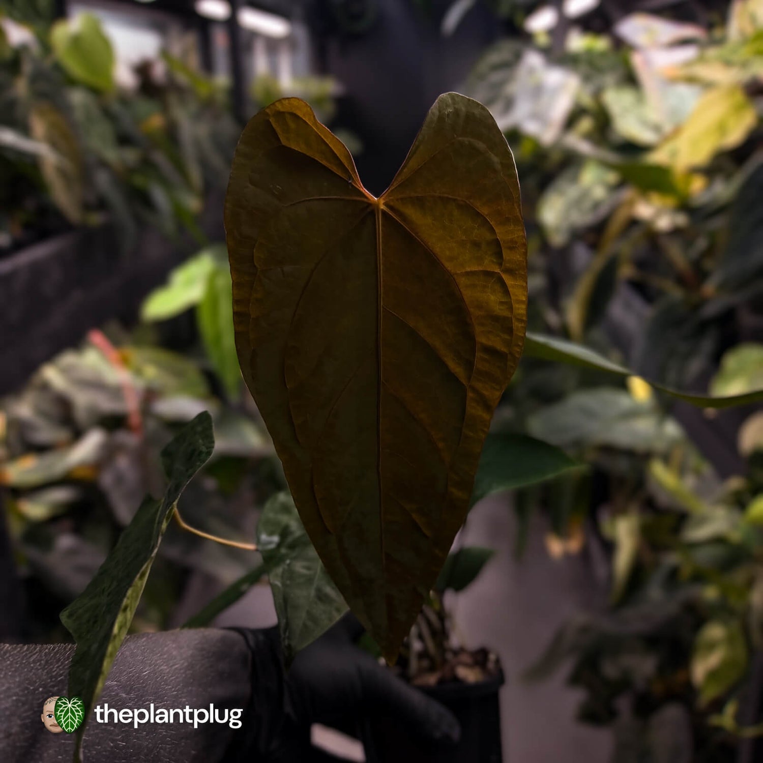 Anthurium deadpool x #Calculus '9' • select