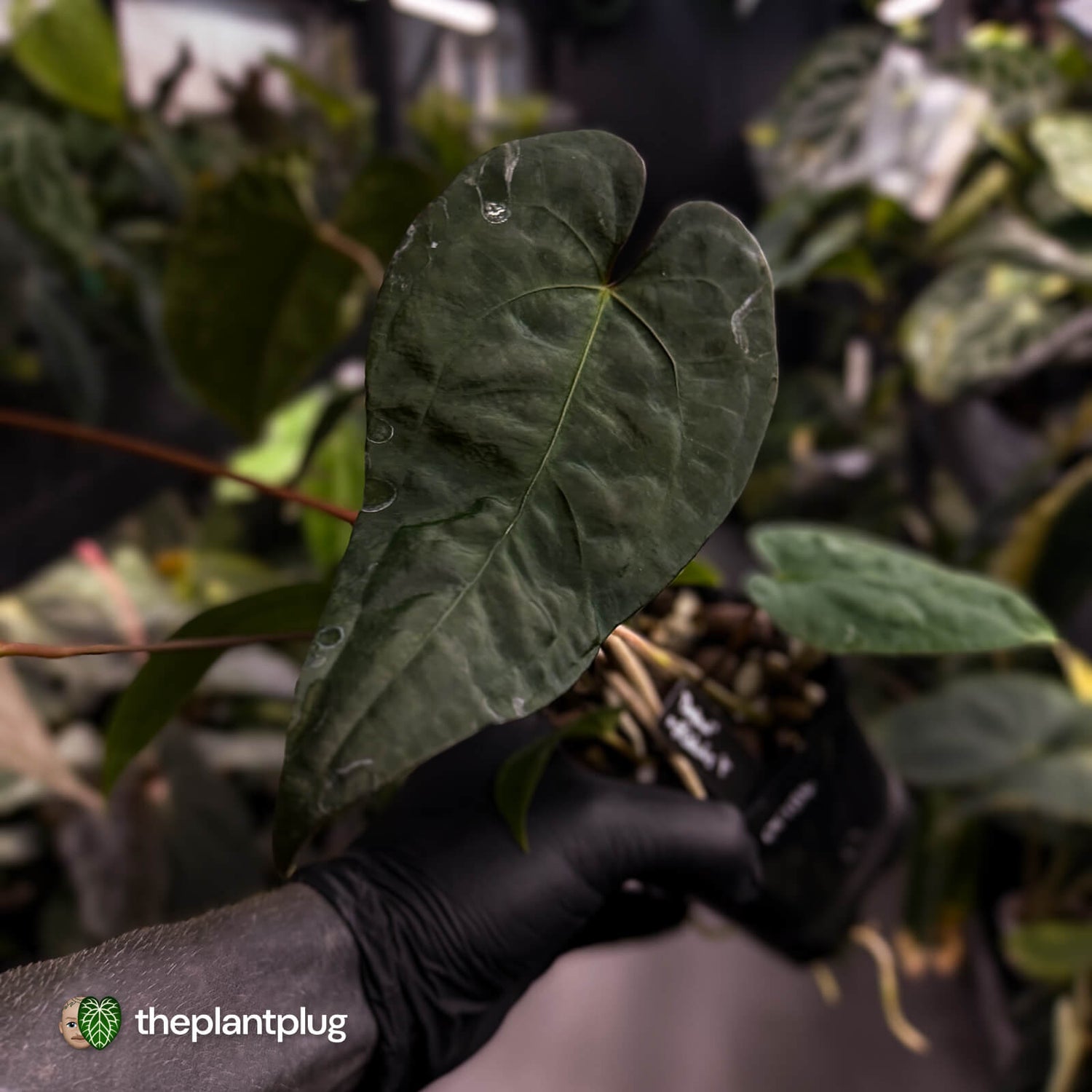 Anthurium deadpool x #Calculus '9' • select