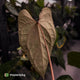 Anthurium deadpool x #Calculus '9' • select