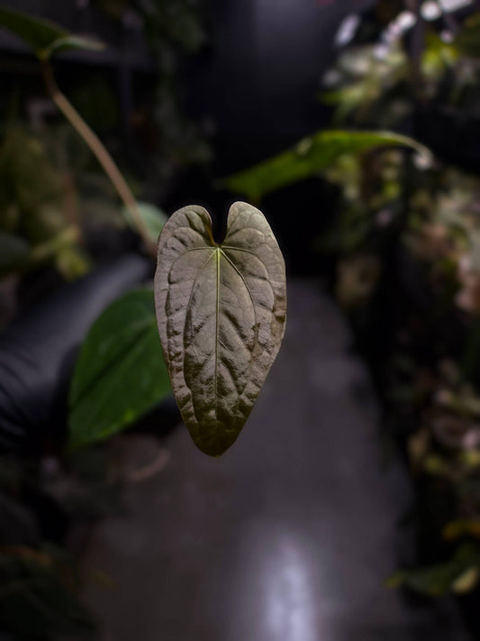 Anthurium antolakii / 'BVEP' x (pap x dress 'JS')