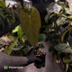 Anthurium deadpool x #Calculus '9' • select
