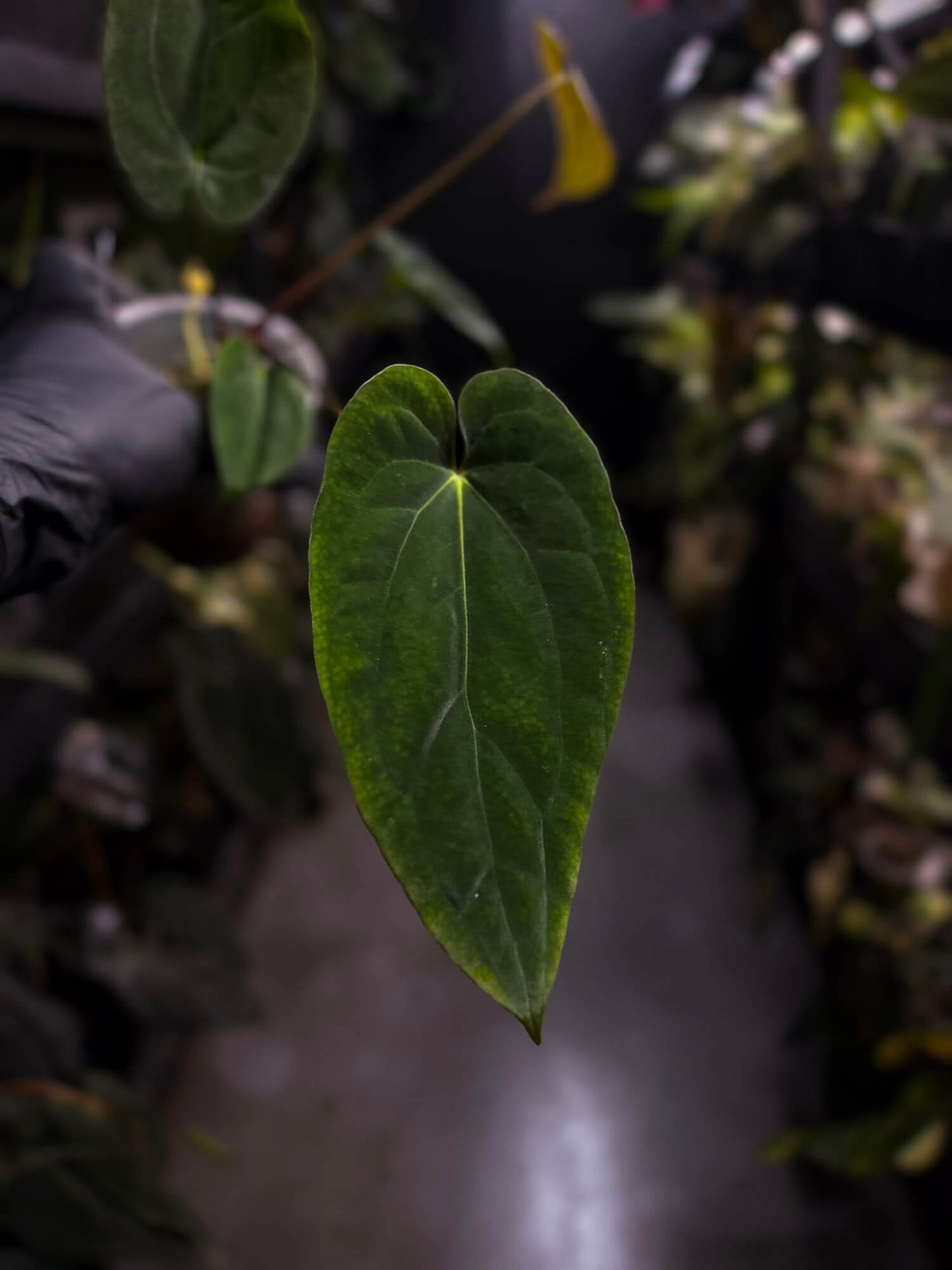 Anthurium antolakii / 'BVEP' x (pap x dress 'JS')
