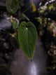 Anthurium antolakii / 'BVEP' x (pap x dress 'JS')