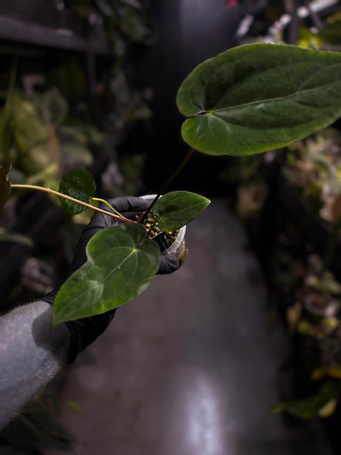 Anthurium antolakii / 'BVEP' x (pap x dress 'JS')