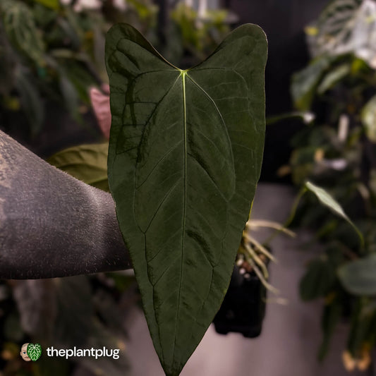 Anthurium (subsignatum x papillilaminum) x #Calculus • select