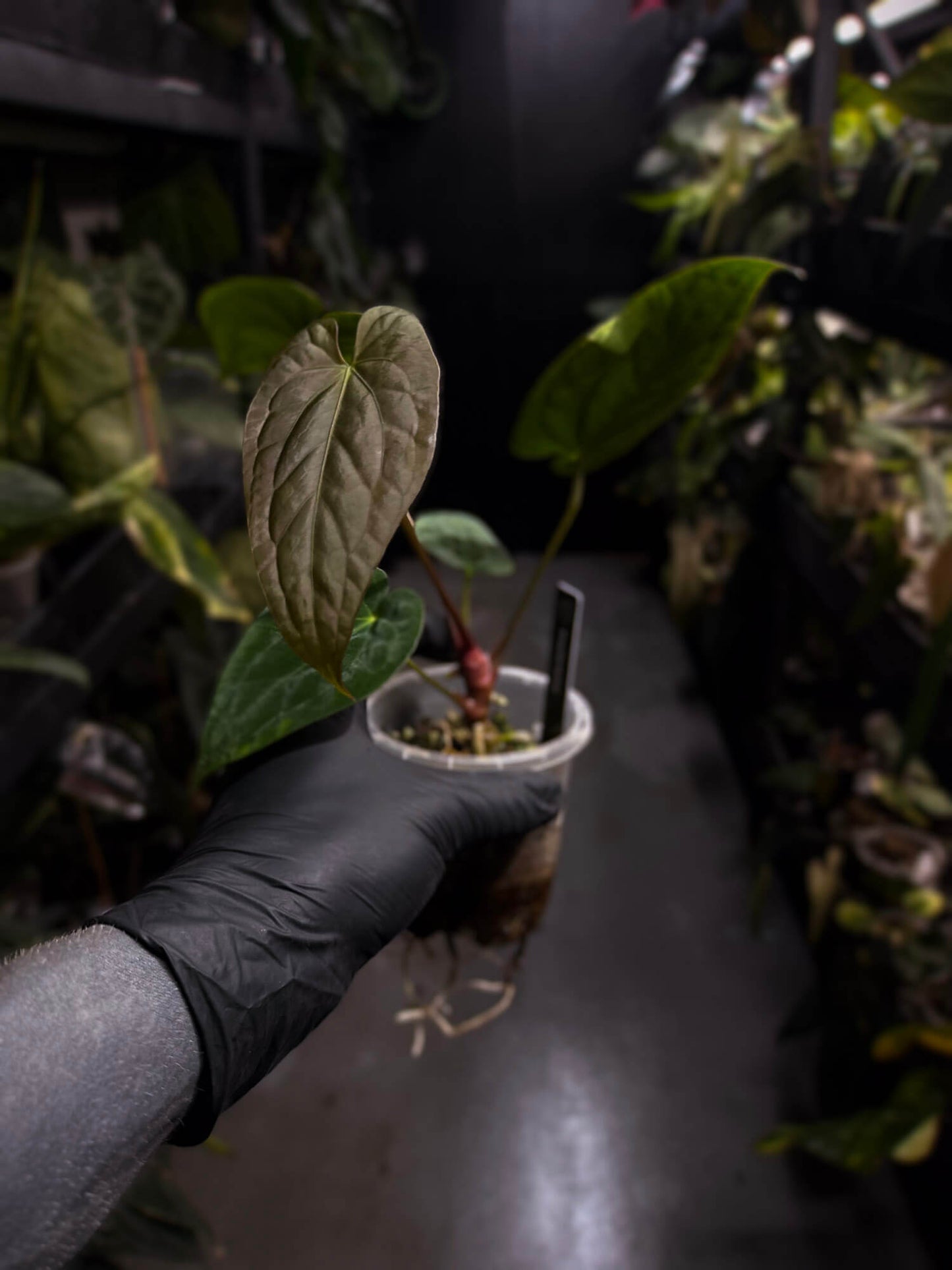 Anthurium antolakii / 'BVEP' x (pap x dress 'JS')