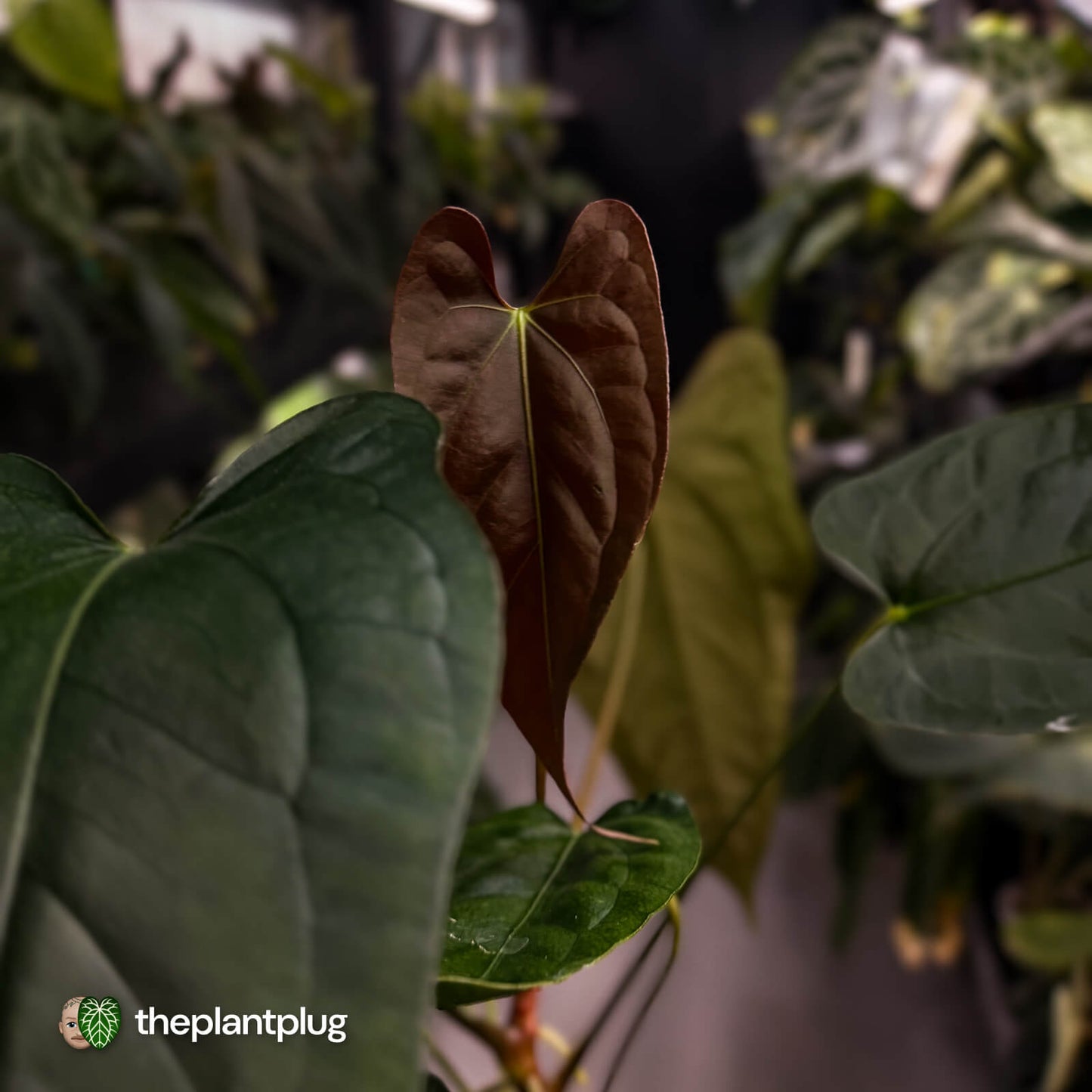Anthurium (subsignatum x papillilaminum) x #Calculus • select
