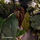 Anthurium (subsignatum x papillilaminum) x #Calculus • select