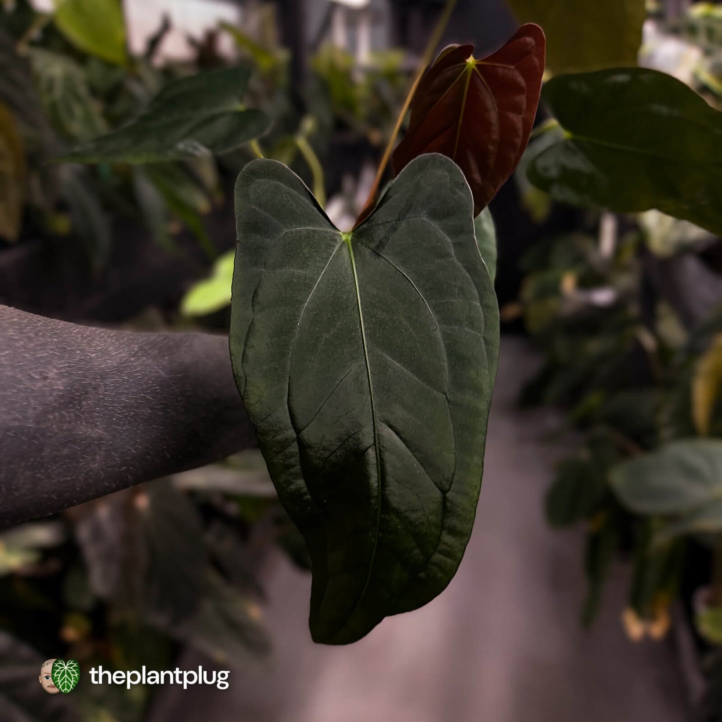Anthurium (subsignatum x papillilaminum) x #Calculus • select
