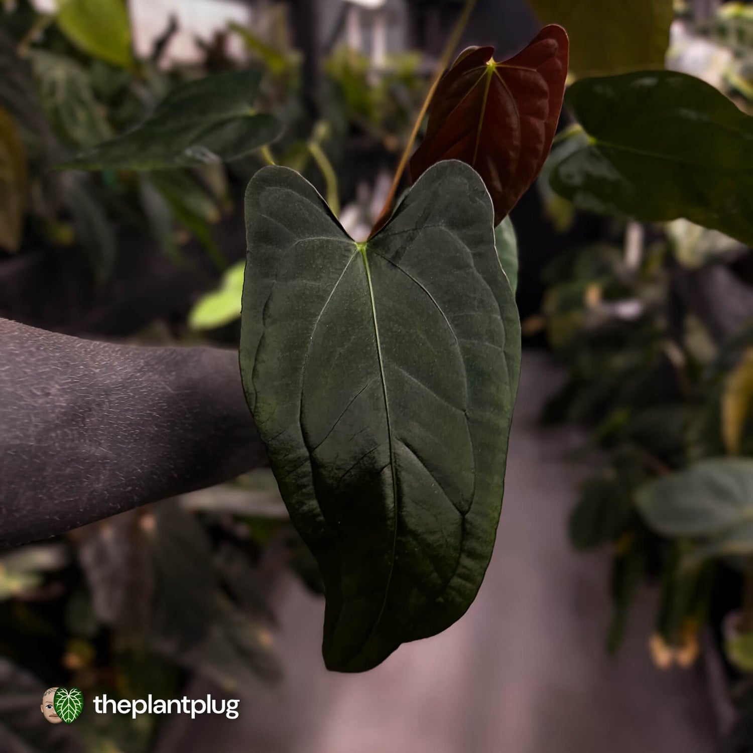 Anthurium (subsignatum x papillilaminum) x #Calculus • select