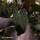 Anthurium (subsignatum x papillilaminum) x #Calculus • select