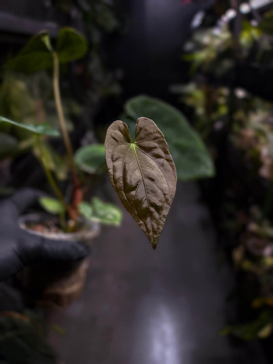 Anthurium antolakii / 'BVEP' x (pap x dress 'JS')