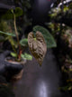 Anthurium antolakii / 'BVEP' x (pap x dress 'JS')