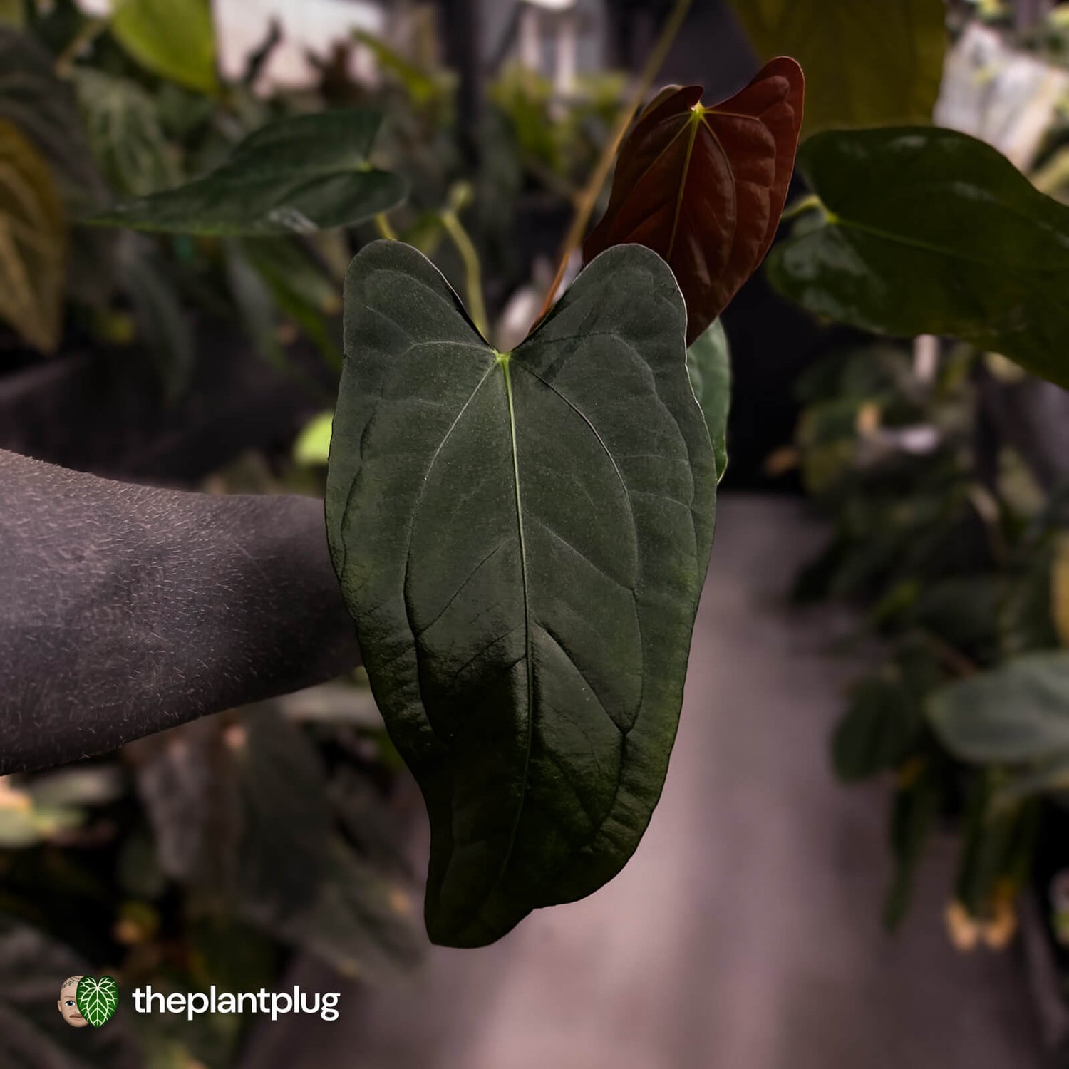 Anthurium (subsignatum x papillilaminum) x #Calculus • select
