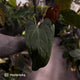 Anthurium (subsignatum x papillilaminum) x #Calculus • select
