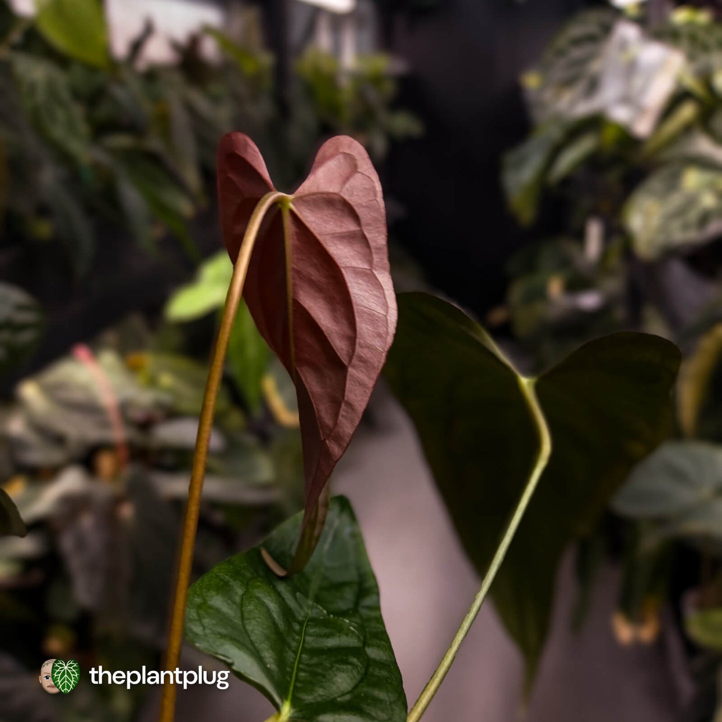 Anthurium (subsignatum x papillilaminum) x #Calculus • select