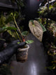 Anthurium antolakii / 'BVEP' x (pap x dress 'JS')