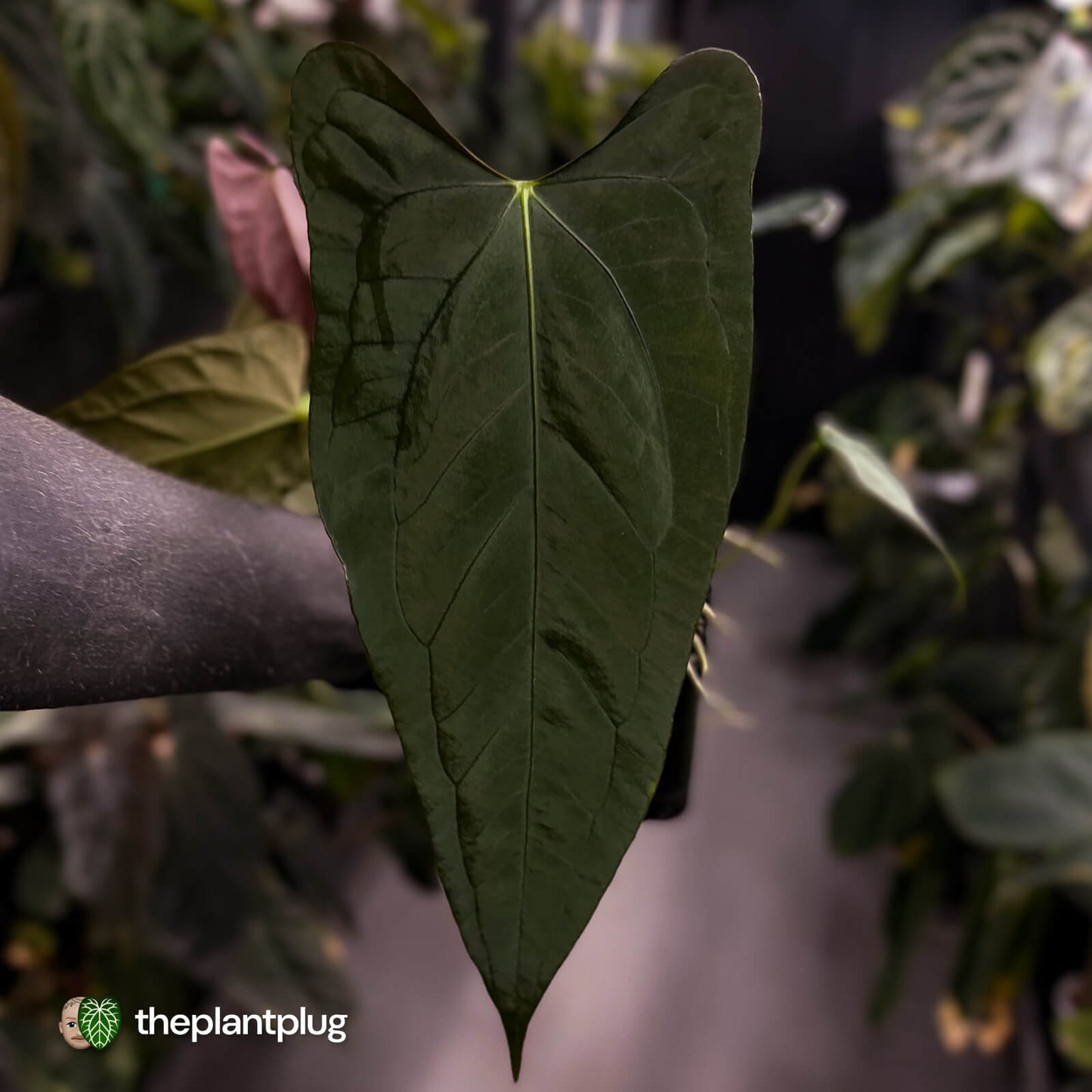Anthurium (subsignatum x papillilaminum) x #Calculus • select