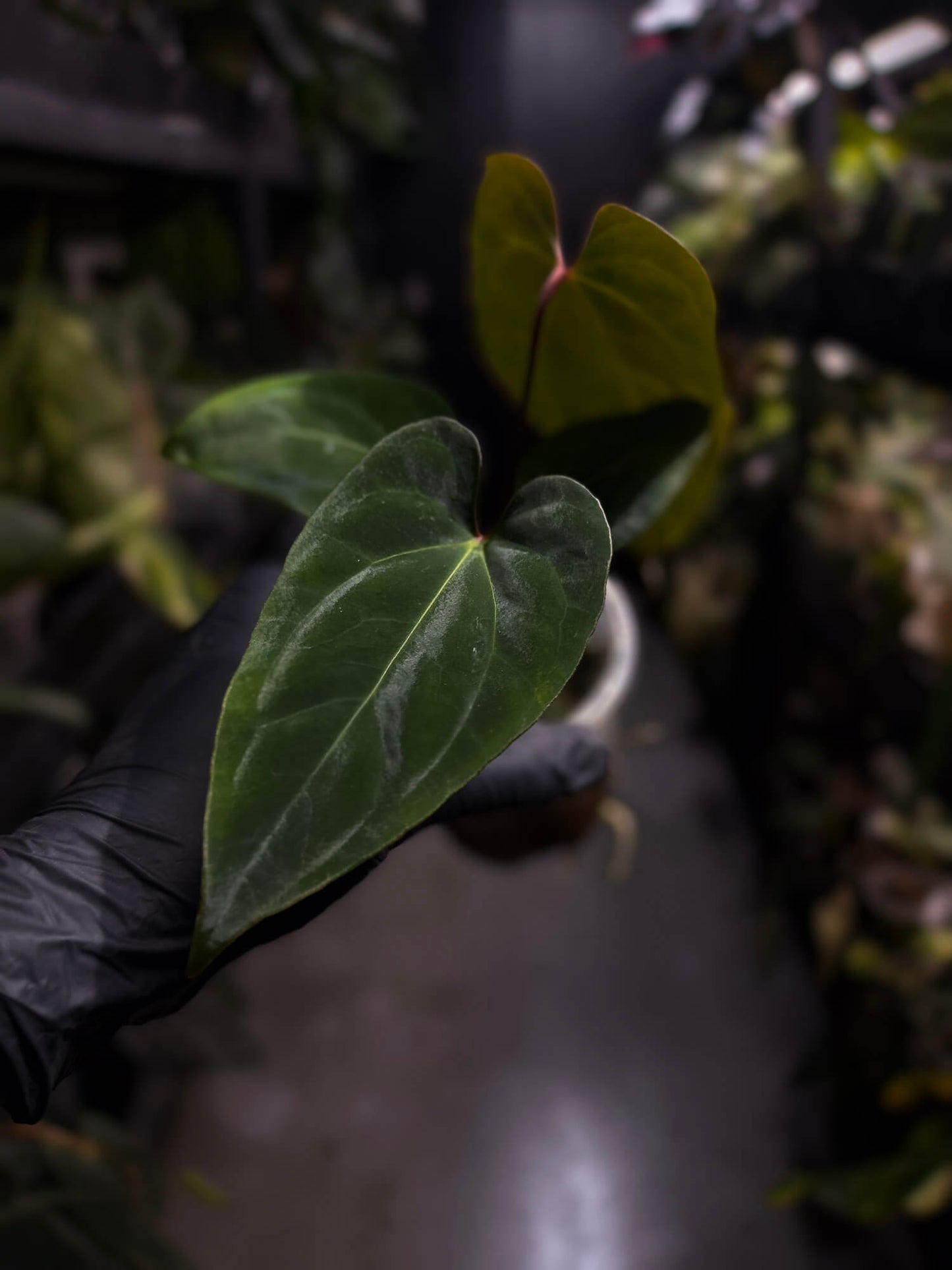 Anthurium besseae aff 'Elektra' x sp. 'Peru Velvet'