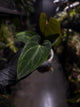 Anthurium besseae aff 'Elektra' x sp. 'Peru Velvet'