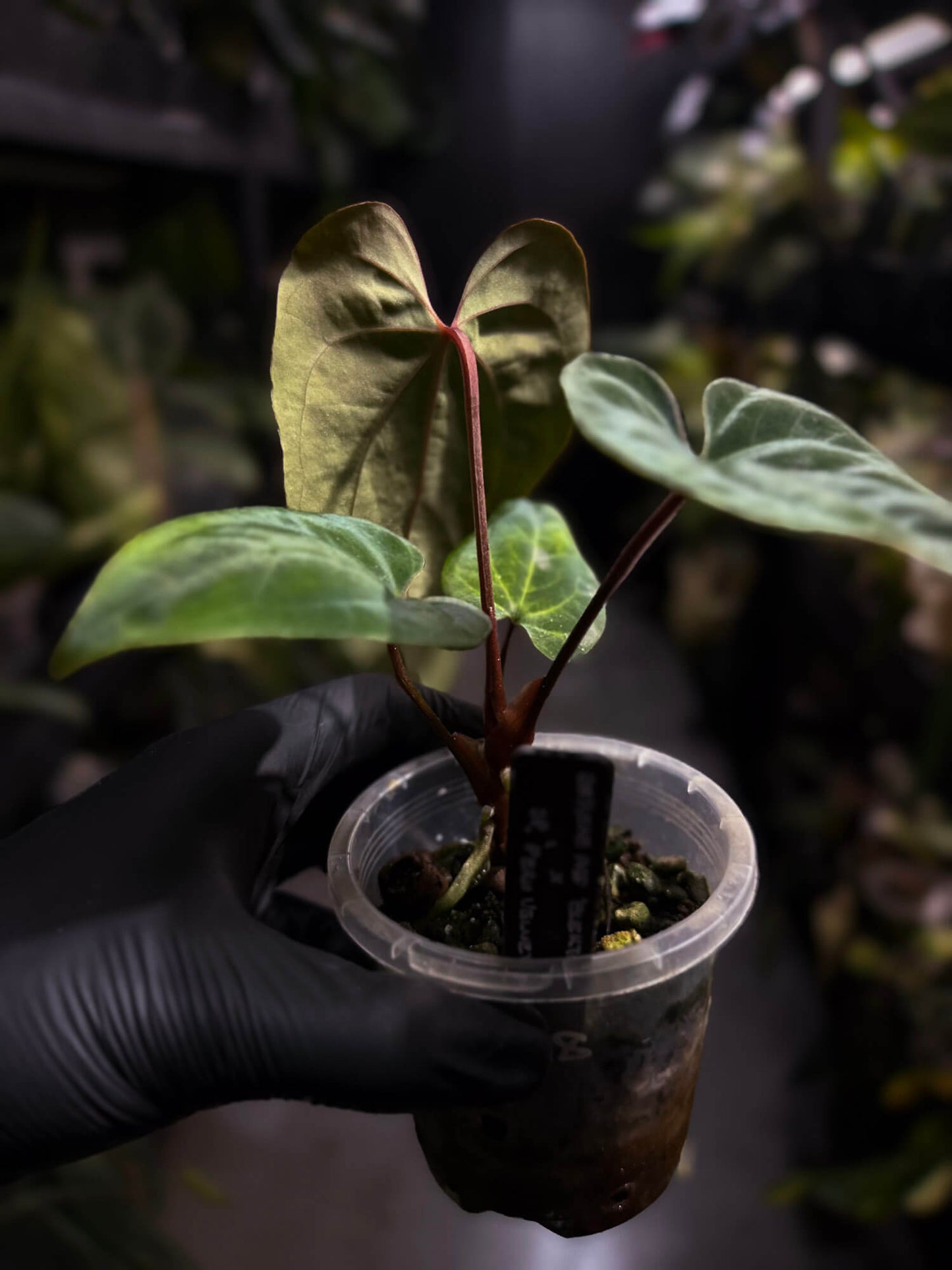 Anthurium besseae aff 'Elektra' x sp. 'Peru Velvet'