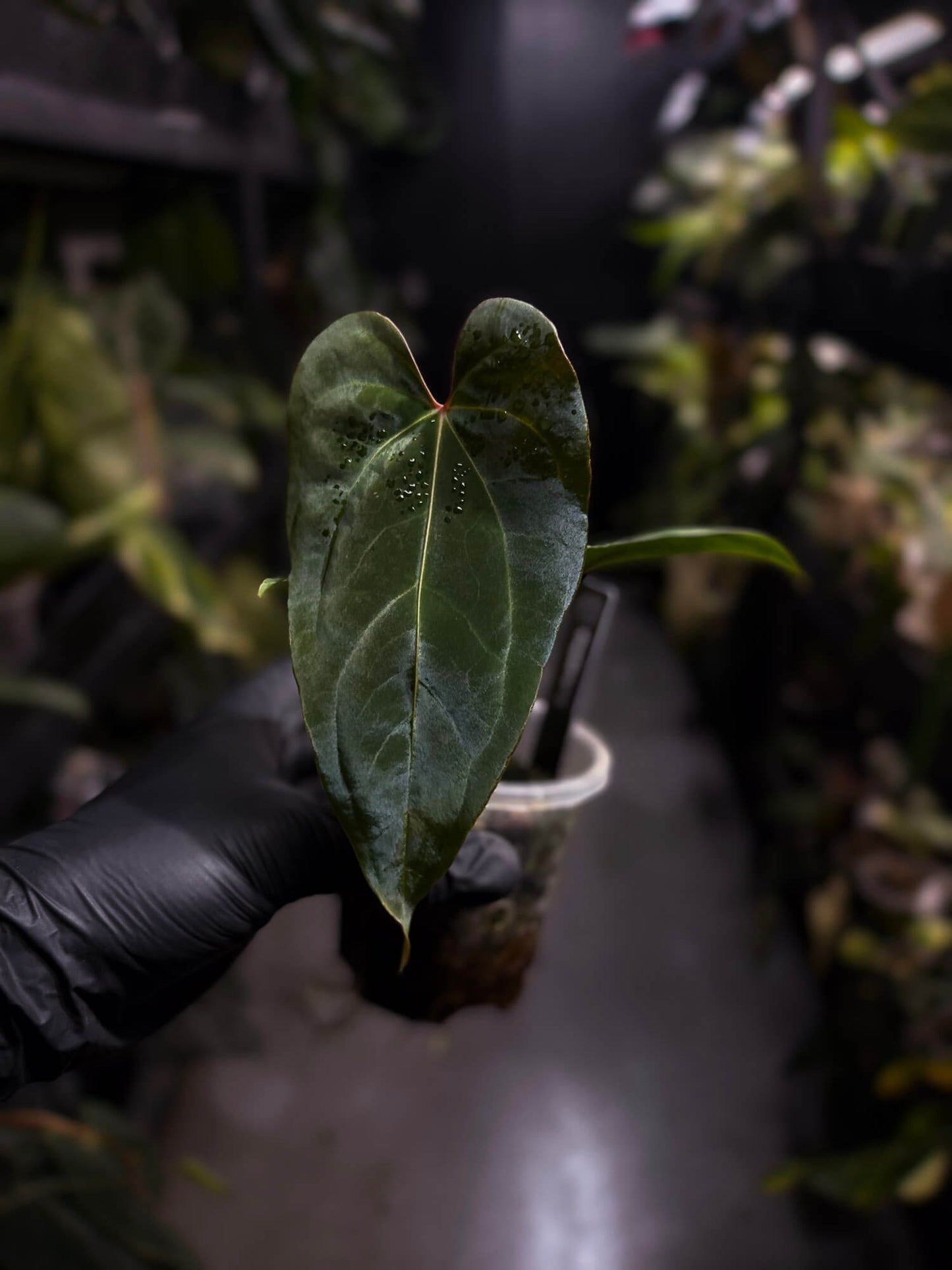 Anthurium besseae aff 'Elektra' x sp. 'Peru Velvet'