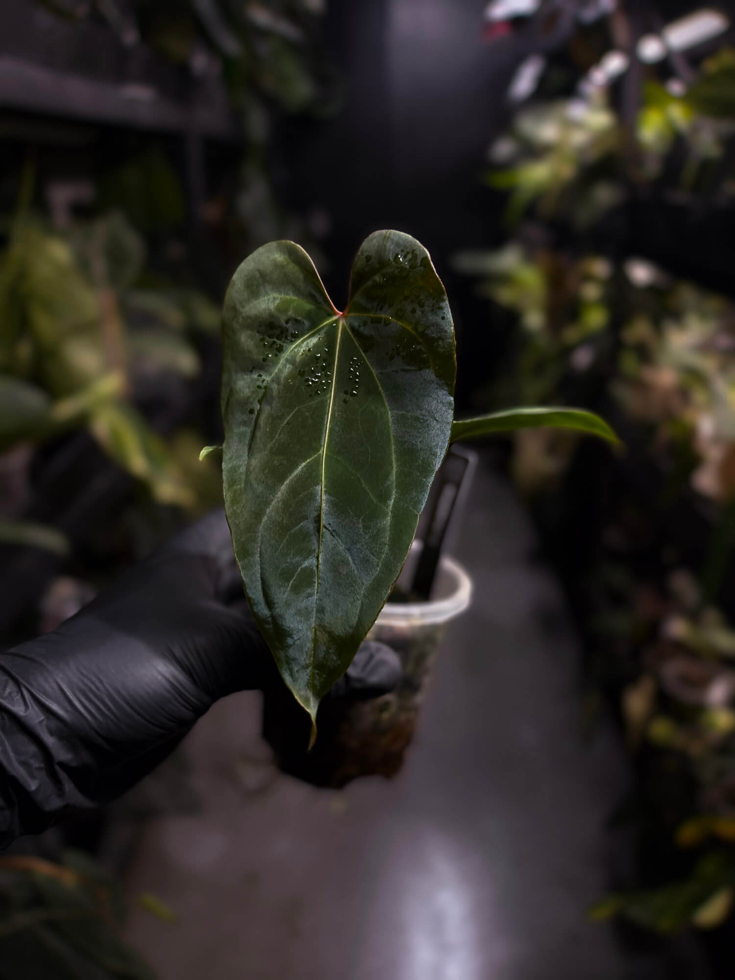 Anthurium besseae aff 'Elektra' x sp. 'Peru Velvet'