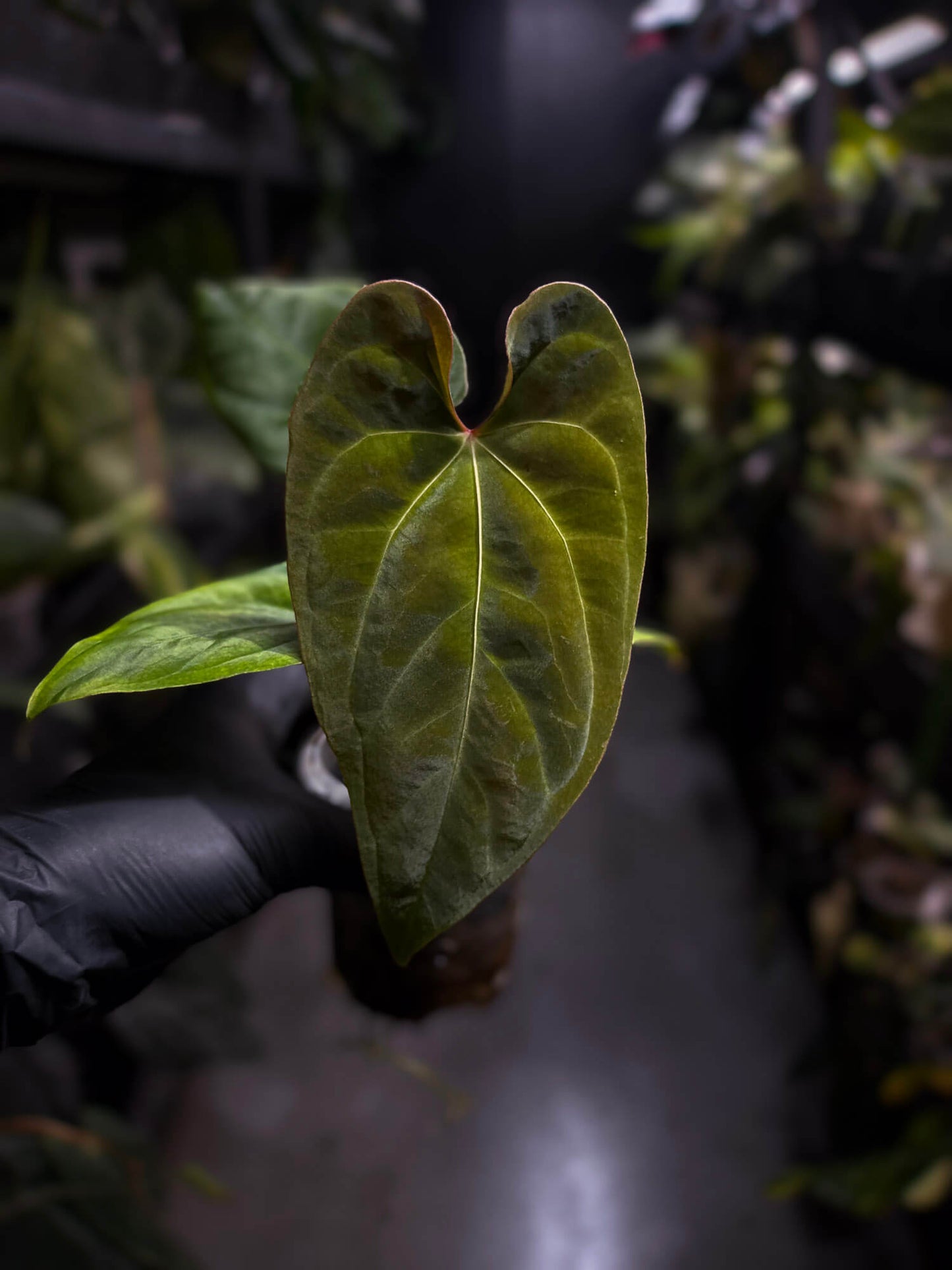 Anthurium besseae aff 'Elektra' x sp. 'Peru Velvet'