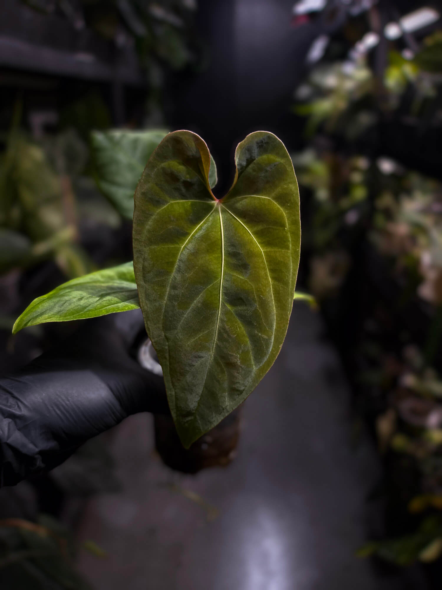Anthurium besseae aff 'Elektra' x sp. 'Peru Velvet'