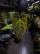 Anthurium besseae aff 'Elektra' x sp. 'Peru Velvet'