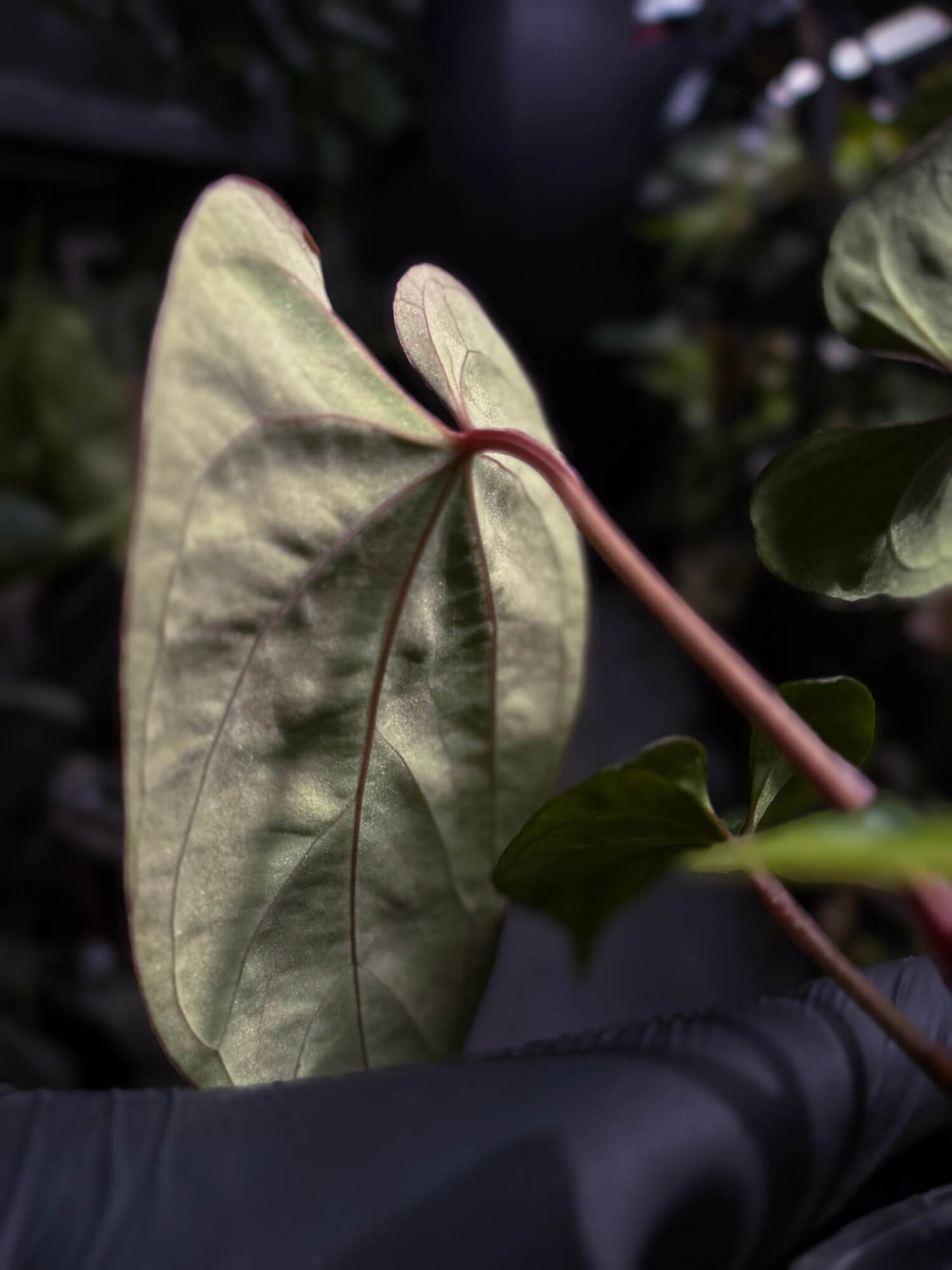 Anthurium besseae aff 'Elektra' x sp. 'Peru Velvet'
