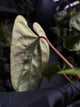 Anthurium besseae aff 'Elektra' x sp. 'Peru Velvet'