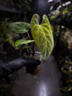 Anthurium besseae aff 'Elektra' x sp. 'Peru Velvet'