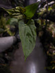 Anthurium ('Bloodmoon' x dressleri) x papillilaminum 'Red Abaxial'