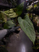 Anthurium ('Bloodmoon' x dressleri) x papillilaminum 'Red Abaxial'